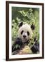 Giant Panda-DLILLC-Framed Premium Photographic Print