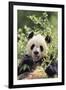 Giant Panda-DLILLC-Framed Premium Photographic Print