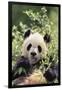 Giant Panda-DLILLC-Framed Premium Photographic Print