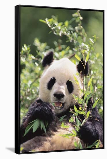 Giant Panda-DLILLC-Framed Stretched Canvas