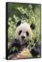 Giant Panda-DLILLC-Framed Stretched Canvas