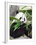 Giant Panda-GoodOlga-Framed Premium Photographic Print