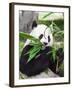 Giant Panda-GoodOlga-Framed Premium Photographic Print