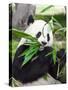 Giant Panda-GoodOlga-Stretched Canvas