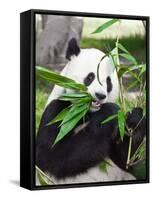 Giant Panda-GoodOlga-Framed Stretched Canvas