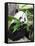 Giant Panda-GoodOlga-Framed Stretched Canvas