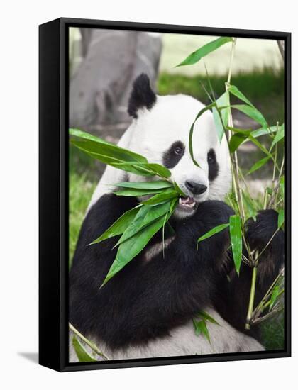 Giant Panda-GoodOlga-Framed Stretched Canvas