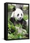 Giant Panda-GoodOlga-Framed Stretched Canvas