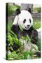 Giant Panda-GoodOlga-Stretched Canvas