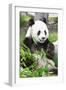 Giant Panda-GoodOlga-Framed Premium Photographic Print