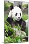 Giant Panda-GoodOlga-Mounted Premium Photographic Print