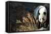 Giant Panda-Orhan-Framed Stretched Canvas