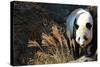 Giant Panda-Orhan-Stretched Canvas