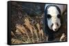 Giant Panda-Orhan-Framed Stretched Canvas