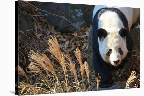 Giant Panda-Orhan-Stretched Canvas