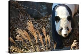 Giant Panda-Orhan-Stretched Canvas