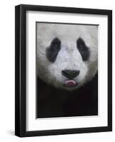 Giant Panda-Keren Su-Framed Photographic Print