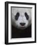 Giant Panda-Keren Su-Framed Photographic Print