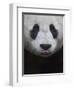 Giant Panda-Keren Su-Framed Photographic Print