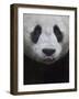 Giant Panda-Keren Su-Framed Photographic Print