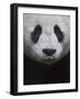 Giant Panda-Keren Su-Framed Photographic Print