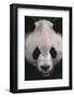 Giant Panda-DLILLC-Framed Photographic Print