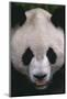 Giant Panda-DLILLC-Mounted Photographic Print