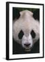 Giant Panda-DLILLC-Framed Photographic Print