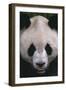 Giant Panda-DLILLC-Framed Photographic Print