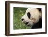 Giant Panda-DLILLC-Framed Photographic Print