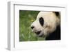 Giant Panda-DLILLC-Framed Photographic Print