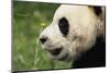 Giant Panda-DLILLC-Mounted Photographic Print