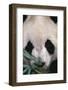 Giant Panda-DLILLC-Framed Photographic Print