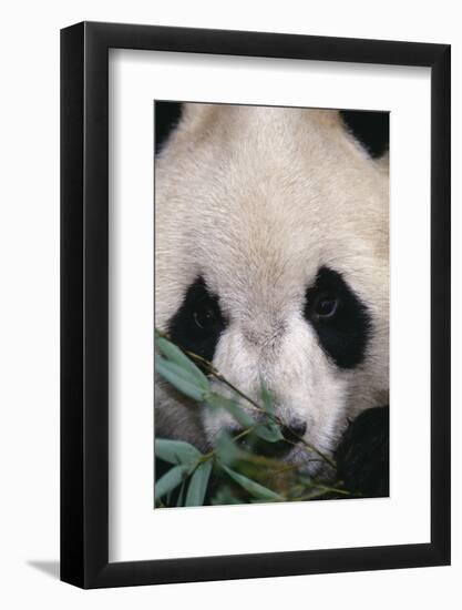 Giant Panda-DLILLC-Framed Photographic Print