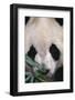 Giant Panda-DLILLC-Framed Photographic Print