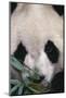 Giant Panda-DLILLC-Mounted Photographic Print