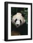 Giant Panda-DLILLC-Framed Photographic Print