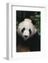 Giant Panda-DLILLC-Framed Photographic Print