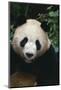 Giant Panda-DLILLC-Mounted Photographic Print