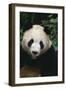 Giant Panda-DLILLC-Framed Photographic Print