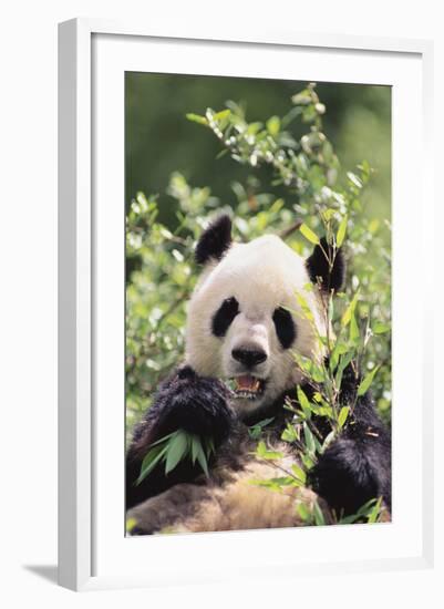 Giant Panda-DLILLC-Framed Photographic Print