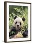 Giant Panda-DLILLC-Framed Photographic Print