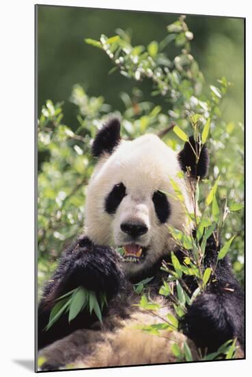 Giant Panda-DLILLC-Mounted Photographic Print