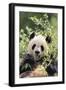 Giant Panda-DLILLC-Framed Photographic Print