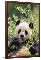 Giant Panda-DLILLC-Framed Photographic Print