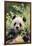 Giant Panda-DLILLC-Framed Photographic Print