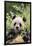 Giant Panda-DLILLC-Framed Photographic Print