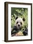 Giant Panda-DLILLC-Framed Photographic Print