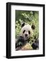 Giant Panda-DLILLC-Framed Photographic Print