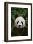 Giant Panda-DLILLC-Framed Photographic Print